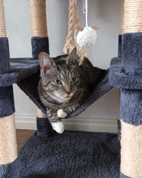 Kat Europese korthaar of huiskat