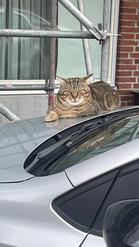 Kat Europese korthaar of huiskat