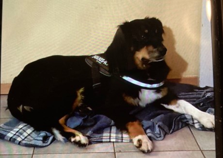 Hond Berg- en Sennenhond