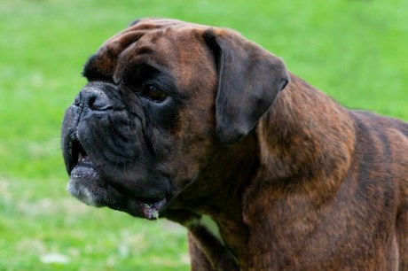 Hond Boxer