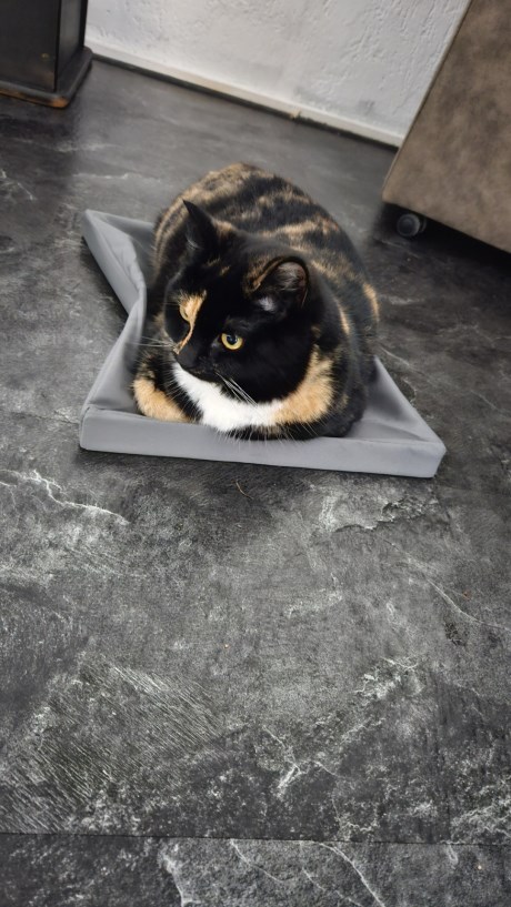 Kat Europese korthaar of huiskat