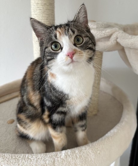 Kat Europese korthaar of huiskat