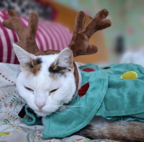 Kat Europese korthaar of huiskat