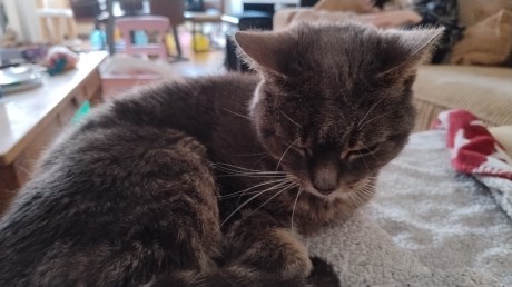 Kat Europese korthaar of huiskat