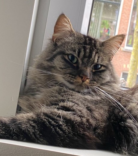 Kat Boskat/Siberisch