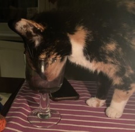 Kat Europese korthaar of huiskat