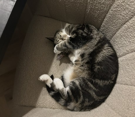 Kat Europese korthaar of huiskat