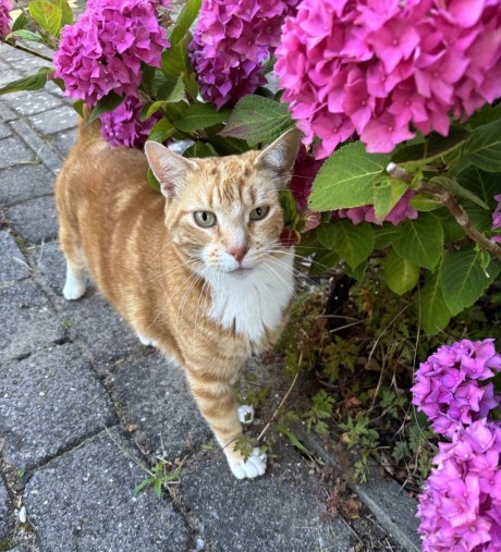 Kat Europese korthaar of huiskat