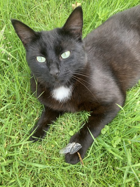 Kat Europese korthaar of huiskat