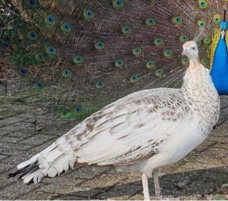 Vogel Overige rassen