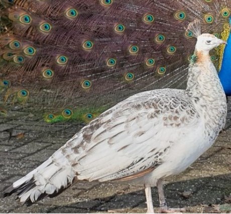 Vogel Overige rassen