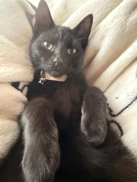 Kat Europese korthaar of huiskat