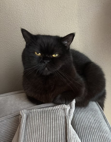 Kat Brits korthaar X