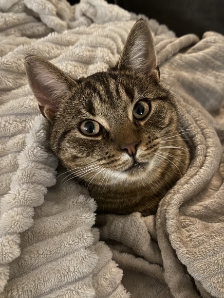 Kat Europese korthaar of huiskat