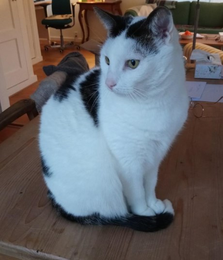 Kat Europese korthaar of huiskat