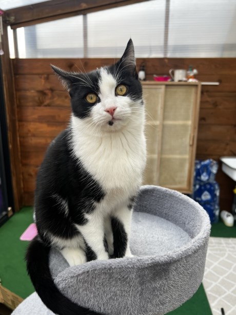 Kat Europese korthaar of huiskat