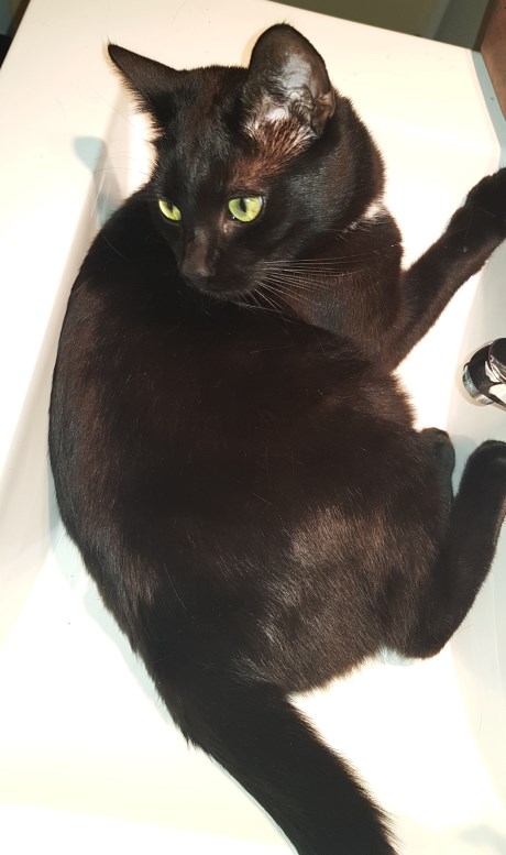 Kat Europese korthaar of huiskat