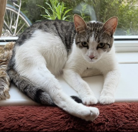 Kat Europese korthaar of huiskat