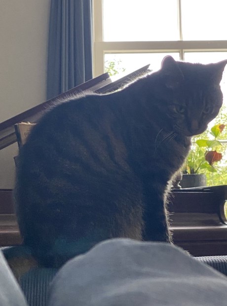 Kat Europese korthaar of huiskat