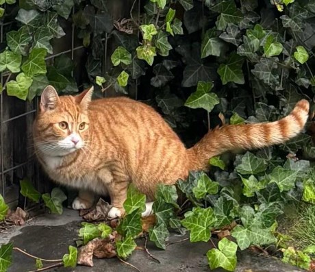 Kat Europese korthaar of huiskat