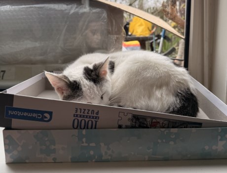 Kat Europese korthaar of huiskat