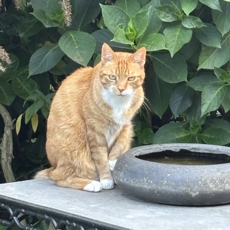 Kat Europese korthaar of huiskat