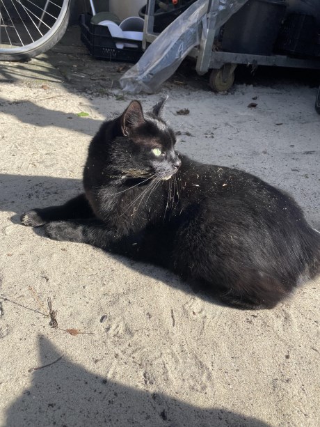 Kat Europese korthaar of huiskat