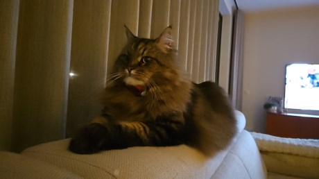 Kat Maine Coon