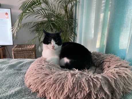 Kat Europese korthaar of huiskat