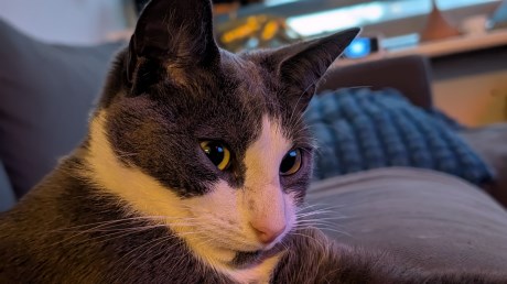 Kat Europese korthaar of huiskat