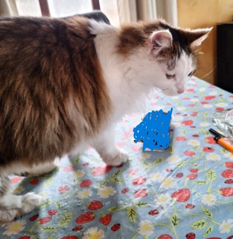 Kat Europese korthaar of huiskat