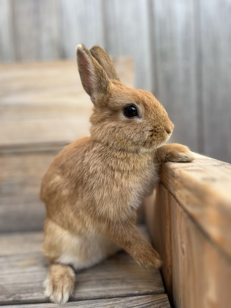 Knaagdier / Haasachtige Konijn