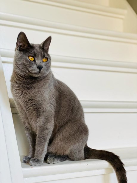 Kat Karthuizer/Chartreux