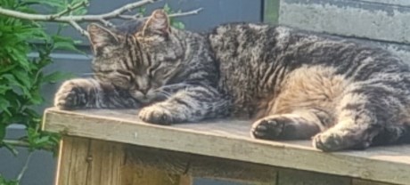 Kat Europese korthaar of huiskat