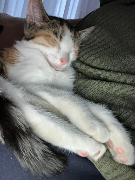 Kat Europese korthaar of huiskat