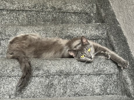 Kat Europese korthaar of huiskat