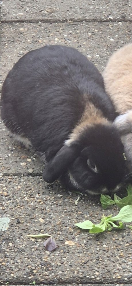 Knaagdier / Haasachtige Konijn