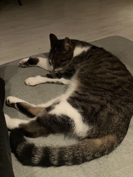 Kat Europese korthaar of huiskat