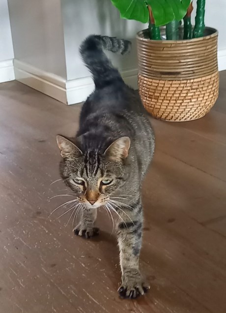 Kat Europese korthaar of huiskat