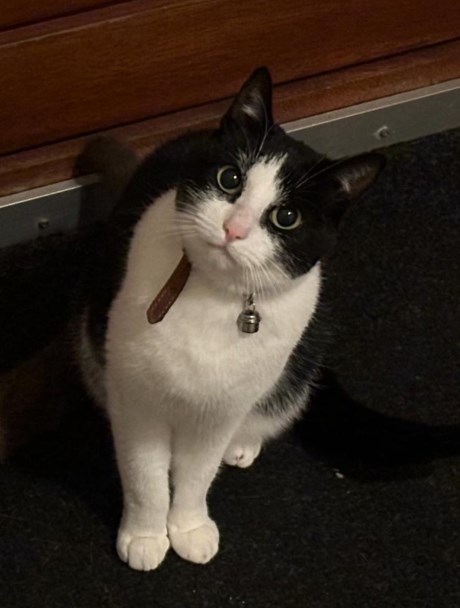 Kat Europese korthaar of huiskat