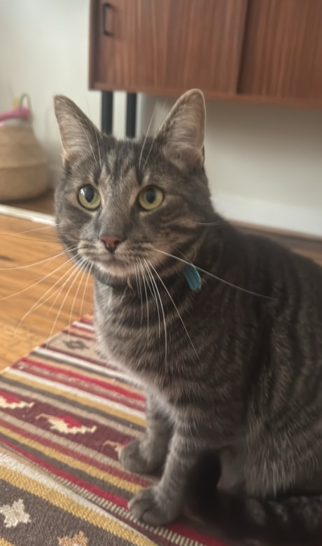 Kat Europese korthaar of huiskat