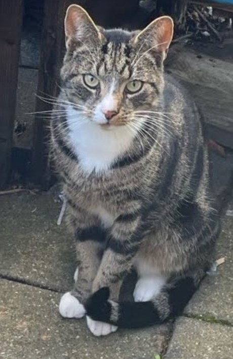 Kat Europese korthaar of huiskat