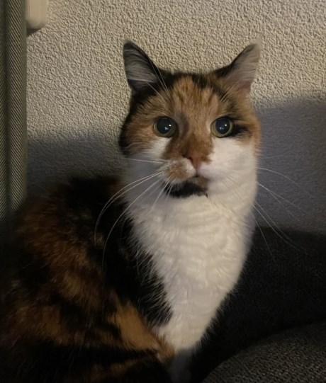 Kat Europese korthaar of huiskat