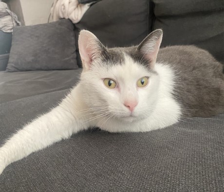 Kat Europese korthaar of huiskat