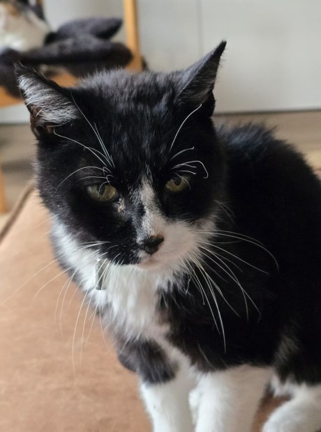 Kat Europese korthaar of huiskat