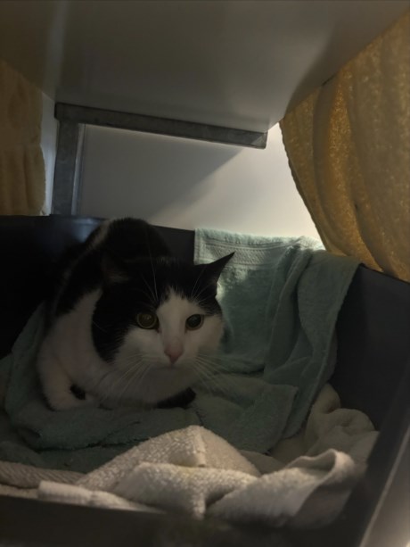 Kat Europese korthaar of huiskat