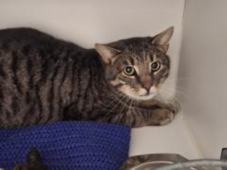 Kat Europese korthaar of huiskat