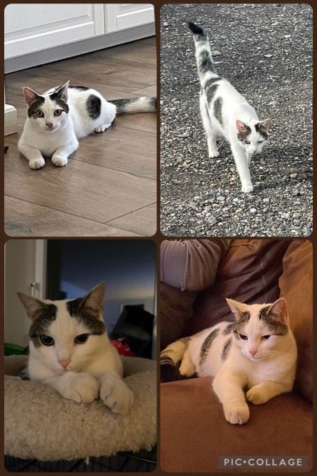 Kat Europese korthaar of huiskat