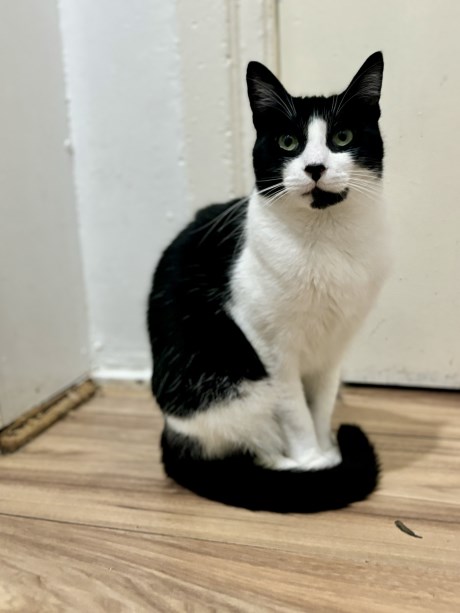 Kat Europese korthaar of huiskat