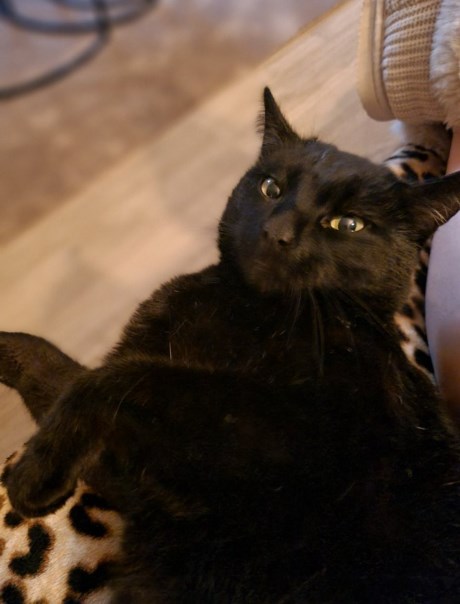 Kat Europese korthaar of huiskat